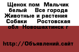 Щенок пом. Мальчик белый  - Все города Животные и растения » Собаки   . Ростовская обл.,Новошахтинск г.